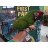 burung military macaw