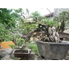 koleksi bonsai santigi dan