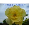 happy gold