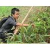 bibit durian montong 100cm