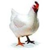 ayam broiler hidup
