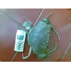 kepiting hijau( live mud crab)