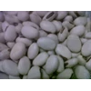 kacang koro ( canavalia ensiformis, jack bean) dalam jumlah besar