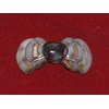 hairclip made from shell cut around / penjepit rambut kerang bentuk pita dari kerang conus