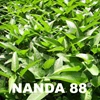 benih kangkung darat nanda-88 ( ndl-88)