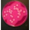 bacillus cereus agar 01-262-500