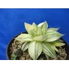 scimbiformis