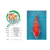 koi import for sale