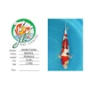 koi import for sale