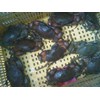 kepiting kelapa
