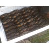 live crabs