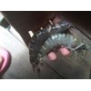udang tiger