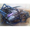 udang galah