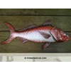carved wooden fish: red snapper