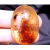 amber fossil purba ( code : abr0005 )