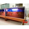 ikan arwana super red