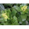 hortensia ~ hydrangea ~ hydrangea macrophylla ~ kembang bokor, ~ bunga tiga bulan warna putih, kuning, jingga, violet, merah, ungu * * sms= + 6285876389979 * * sms= + 6281326220589 * * sms= + 6281901389117 * * nurida789@ rocketmail.com