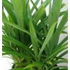 daun pandanwangi ~ pandanus ammaryllifolius ~ screwpine leaf 10pot * * sms= + 6285876389979 * * sms= + 6281326220589 * * sms= + 6281901389117 * * nurida7899@ yahoo.com