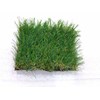 rumput dekorasi landscape