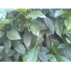 bunga kaca putih~ gardenia jasminoides ellis ~ tanaman kaca piring ~ sedia daun hijau segar kaca piring 10kg/ box untuk dekorasi * * sms= + 6281326220589 * * sms= + 6281901389117 * * sms= + 6285876389979 * * nurida479@ yahoo.com