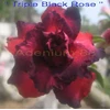 triple black rose