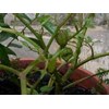 mullaca ~ bolsa mullaca ~ physalis peruviana ~ indonesian ciplukan ~ cecendet ~ ceplukan, cecendet * * sms= + 6281-32622-0589 * * sms= + 6281-901-389-117 * * sms= + 62858-763-8 9979 * * nurida479@ yahoo.com