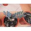 encephalartos horridus seedling grade a ( kode a2) juli 2013 ( terjual)
