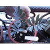 encephalartos horridus seedling grade a ( kode a1) juli 2013
