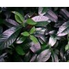 gardenia jasminoides ellis ~ indonesian kaca piring, kaca putih ~ sedia daun hijau segar kaca piring 3kg/ box ~ tanaman dekorasi * * sms= + 6281326220589 * * sms= + 6281901389117 * * sms= + 6285876389979 * * nurida479@ rocketmail.com