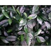 daun kaca piring ~ tanaman kaca putih ~ gardenia jasminoides ellis ~ sedia daun hijau segar kaca piring 3kg/ box untuk dekorasi * * sms= + 6281-32622-0589 * * sms= + 6281-901-389-117 * * sms= + 62858-7638-9979 * * nurida479@ rocketmail.com