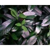 ceplong piring~ kaca piring, kaca putih ~ gardenia jasminoides ellis ~ sedia daun hijau segar kaca piring sebanyak 3kg/ box untuk dekorasi * * sms= + 6281326220589 * * sms= + 6281901389117 * * sms= + 6285876389979 * * nurida7899@ yahoo.com