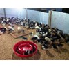 doc ayam kampung super, ayam kampung lokal, ayam arab