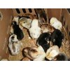doc ayam kampung super, ayam kampung lokal, ayam arab-1