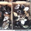doc ayam kampung super, ayam kampung lokal, ayam arab-2