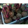betroot~ bit ~ beta vulgaris l. famili chenopodiaceae ~ ready fresh bit= 10-20kg * * sms= + 6285876389979 * * sms= + 6281326220589 * * sms= + 6281901389117 * * nurida479@ yahoo.com