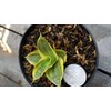 sansevieria cordova variegated