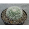 cactus mamilaria sp