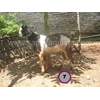 kambing grade a harga 1.500.000 s.d 1.600.000