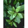 sambung nyawa ~ dried leaves gynura procumbens ( lour.) merr. ~ gynura procumbens ( lour.) merr. ~ dried sambung nyawa 3~ 5kg * sms= + 6285876389979 * sms= + 6281-32622-0589