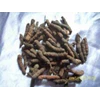java long pepper ~ piper retrofractum vahl. ~ indonesia cabe jawa, lada panjang, cabean * * sms= + 6281-32622-0589 * * sms= + 628190-1389-117 * * sms= + 62858-7638-9979 * * email= budimanbagus@ rocketmail.com