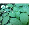 tanaman jati belanda ~ guazuma ulmifolia lamk ~ guazumae folium ~ indonesia jati belanda ~ jati londo; jati sabrang * sms= + 6281326220589 * sms= + 6281901389117 * sms= + 6285876389979 * dipokusumo01@ yahoo.com