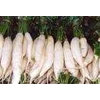 sayuran lobak putih cina ~ raphanus sativus linn ~ indonesian jual lobak putih 5~ 10kg * * sms= + 6281326220589 * * sms= + 6281901389117 * * sms= + 6285876389979 * * nurida479@ rocketmail.com