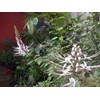 orthosiphon stamineus benth.~ cats whisker ~ indonesian kumis kucing ~ remujung ~ misai kucing. * * sms= + 6285876389979 * * sms= + 6281-32622-0589 * * sms= + 6281-901-389-117 * * nurida479@ rocketmail.com