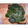 tanaman cincau perdu ~ premna oblongifolia merr ~ indonesian: cincau perdu, cincau hijau, camcau hijau pohon 10kg * * sms= + 628132-622-0589 * * sms= + 6281-901-389-117 * * nurida479@ rocketmail.com