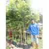 bibit pohon jacaranda