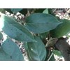 bibit tumbuhan cincau hijau perdu ~ cincau perdu ~ premna oblongifolia merr ~ cincau pohon, cincau hijau, camcau hijau pohon 10kg * * sms= + 628132-622-0589 * * sms= + 6281-901-389-117 * * email= nurida479@ rocketmail.com description: ~ cincau hijau ramba