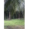 crude palm oil & rbd palm olein