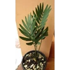 encephalartos dyerianus 3 cm ( seed grown)