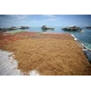 rumput laut-1
