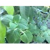 tumbuhan bangun-bangun ~ coleus amboinicus lour ~ plectranthus amboinicus ( l.) spreng.~ indonesian daun jinten, bangun-bangun, daun hati-hati, ~ sukan ~ acerang ~ daun kucing, daun kambing ~ majha nereng ~ iwak * * sms= + 6285876389979 * * sms= + 6281326